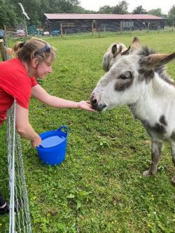 Volunteer feeding a donkey