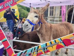 donkey in photo frame